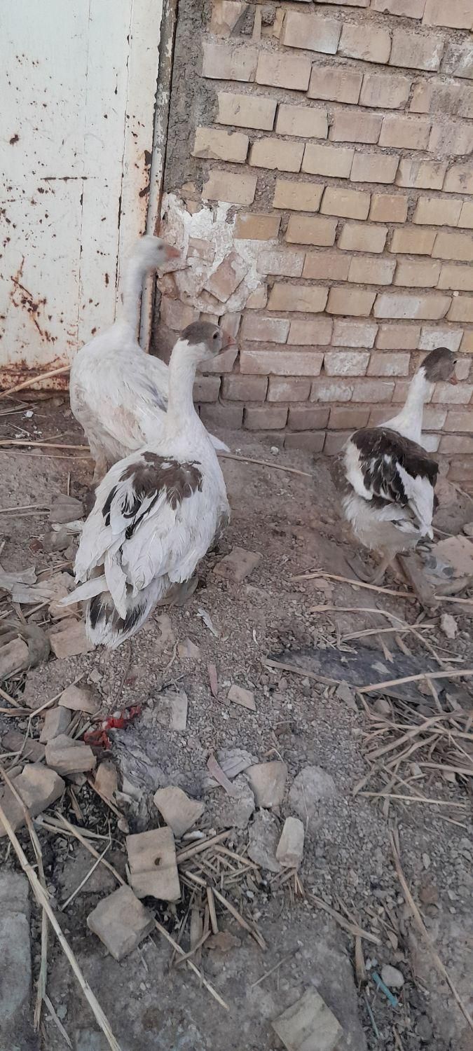غاز|حیوانات مزرعه|اهواز, کوی علوی|دیوار