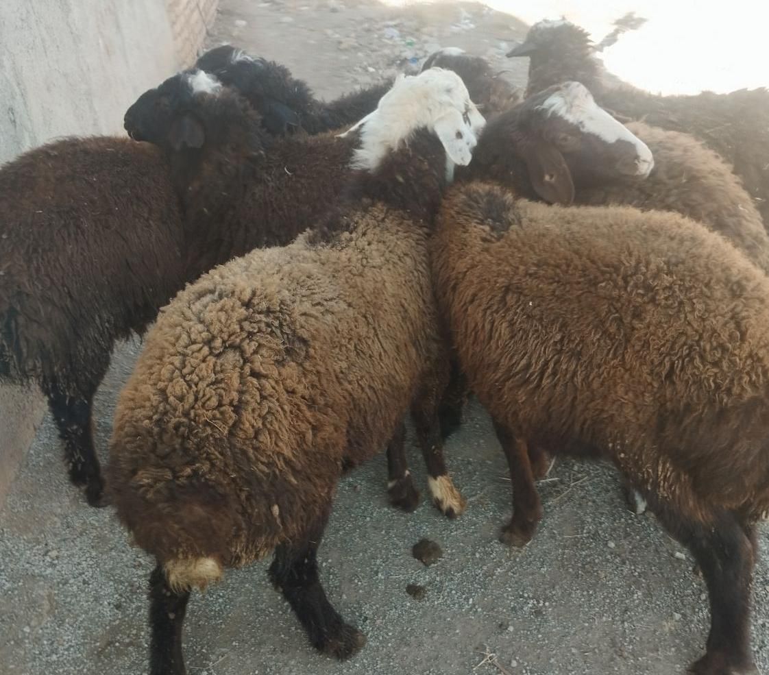 گوسفند داشتی بز بزغاله بره نر و ماده|حیوانات مزرعه|قزوین, |دیوار