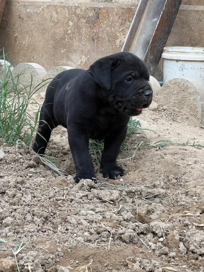 توله canecorsoکن کورسو مشکی ماده|سگ|چهارباغ, |دیوار