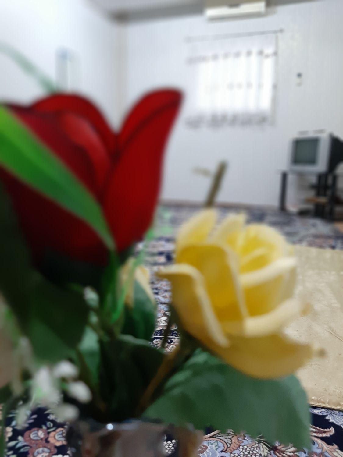 اجاره روزانه/هفتگی/ماهانه آپارتمان ۵۰ متری|اجارهٔ کوتاه‌مدت آپارتمان و سوئیت|بندر ترکمن, |دیوار