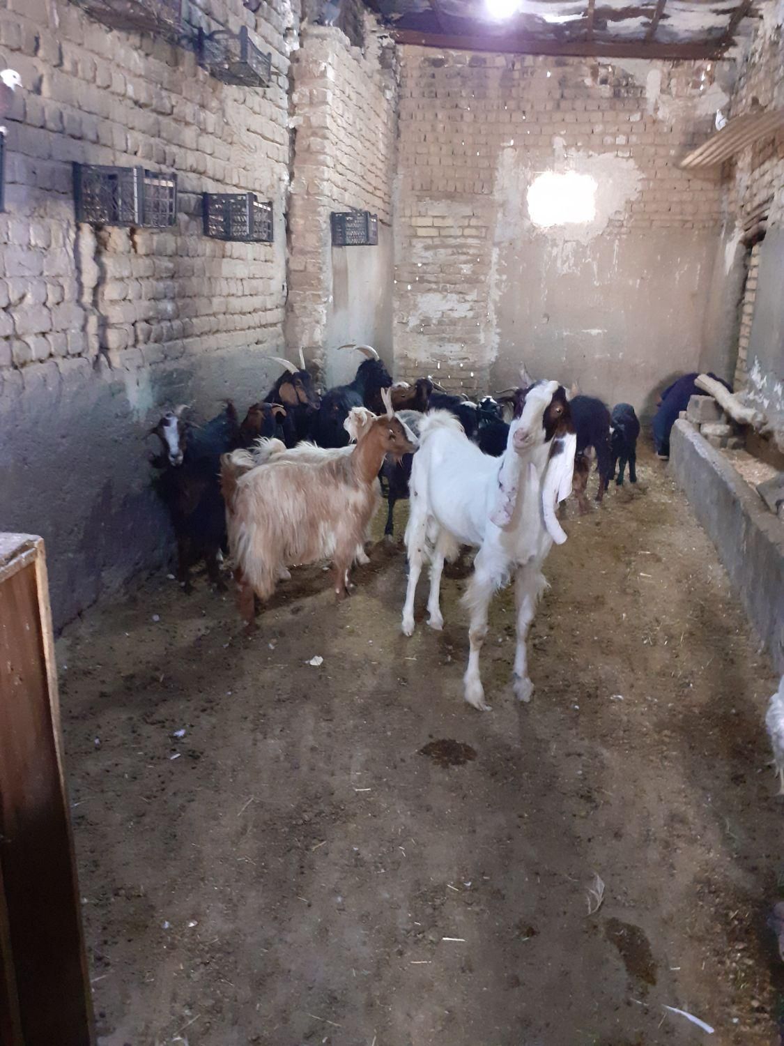 گوسفندتبریز|حیوانات مزرعه|قم, بوستان جوان|دیوار