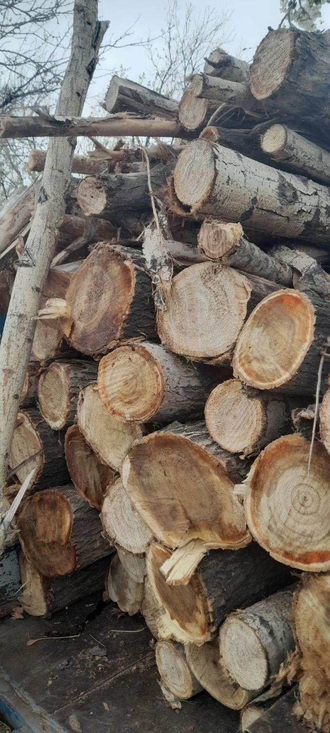 خریدار درخت وچوب|خدمات باغبانی و درختکاری|تبریز, |دیوار