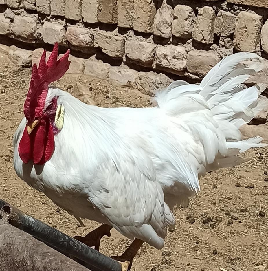 خروس سرحال|حیوانات مزرعه|تربت‌حیدریه, منظر|دیوار