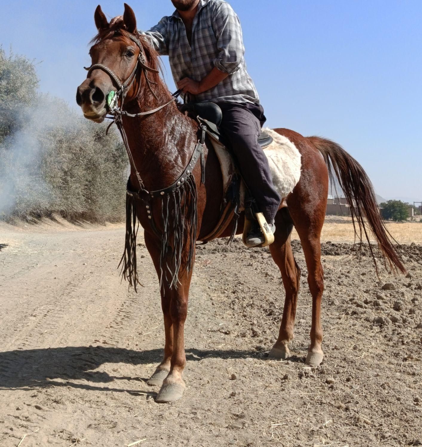 اسب کرد|اسب و تجهیزات اسب‌سواری|اراک, |دیوار