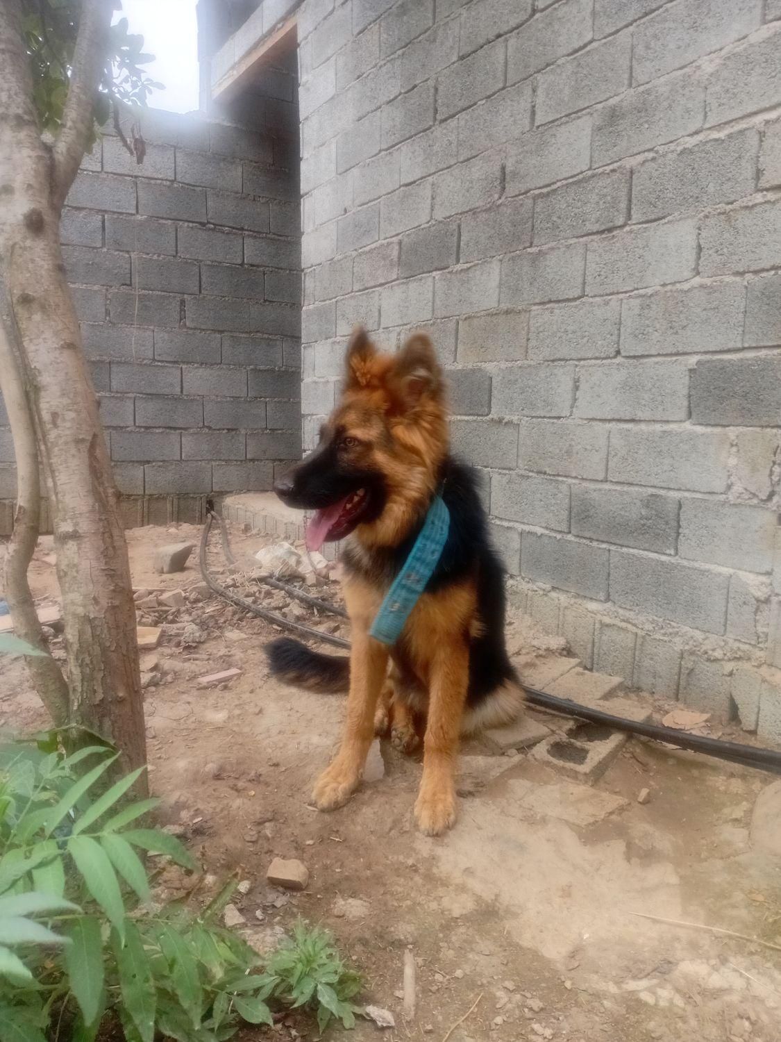 ژرمن ماده درشت زیر یک سال|سگ|لاهیجان, آهندان|دیوار