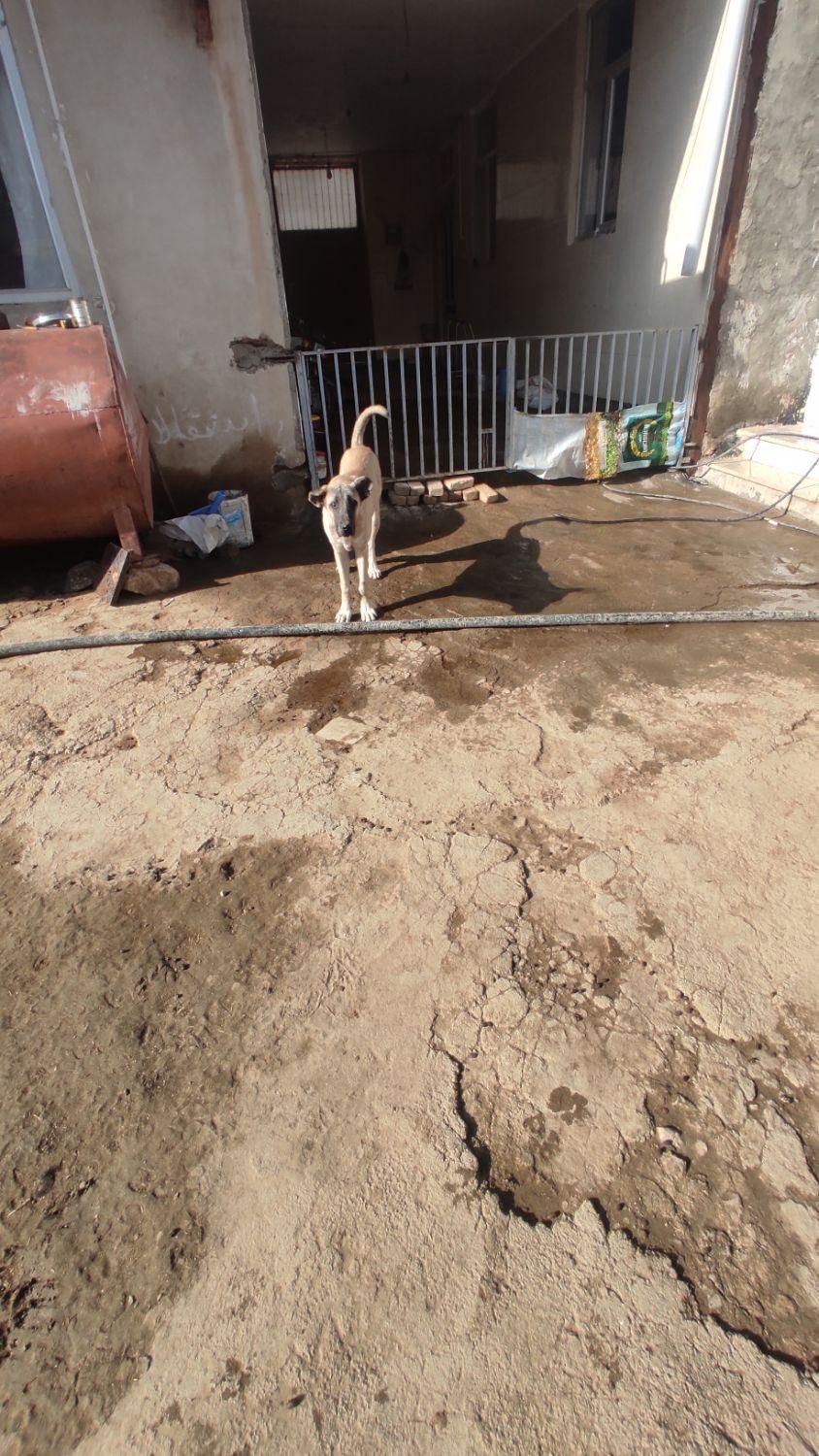 گمشده|سگ|میلاجرد, |دیوار