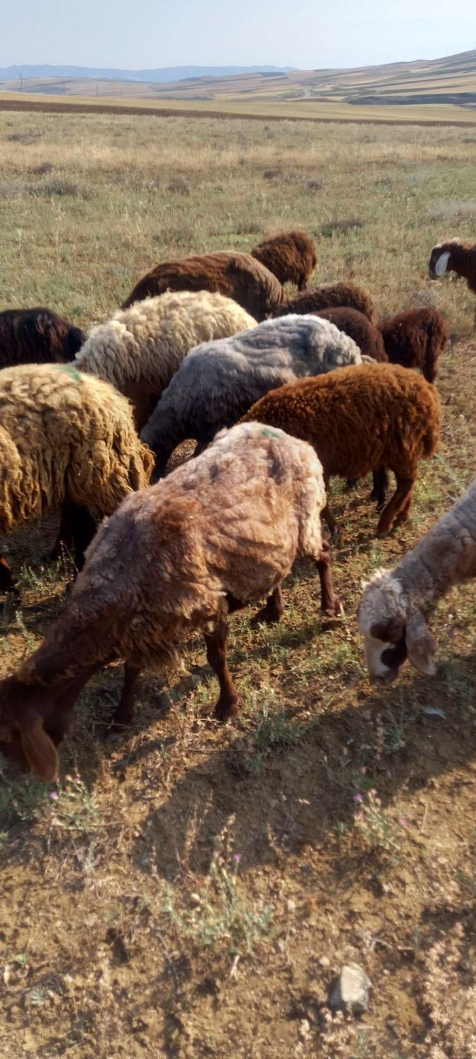 گوسفند بره دار|حیوانات مزرعه|گرمی, |دیوار