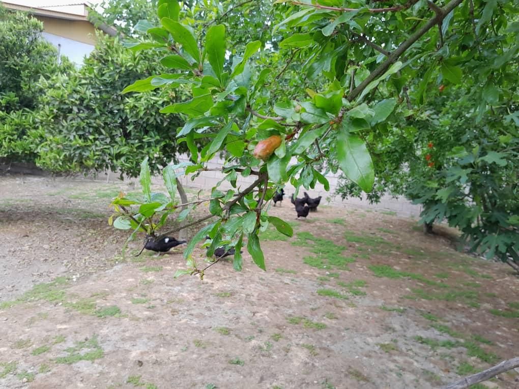 ویلاباغ ۱۰۰۰متر سندتک برگ|فروش خانه و ویلا|آمل, |دیوار