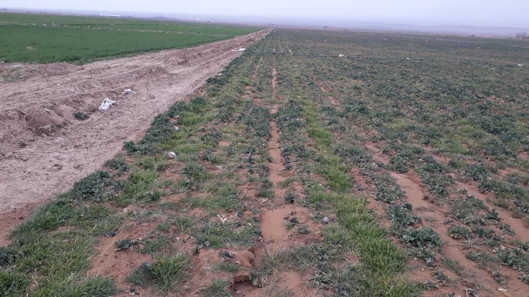 فروش زمین آبی زراعی/ روستای سرآبننیز|فروش دفتر صنعتی، کشاورزی، تجاری|دوگنبدان, |دیوار