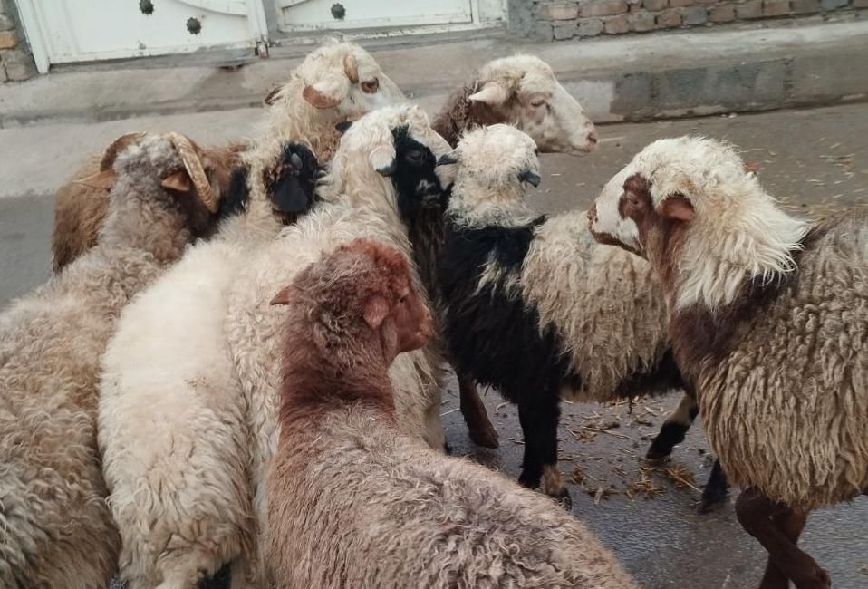 انتخاب دام هم با مشتری|حیوانات مزرعه|قزوین, |دیوار