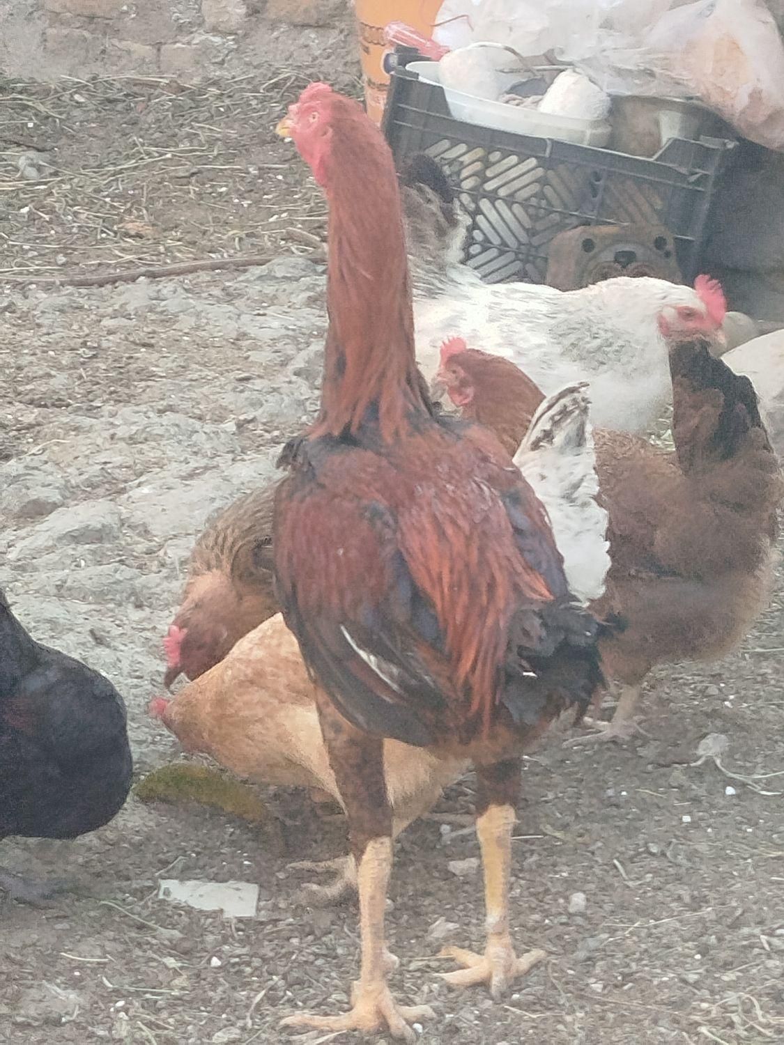 خروس لاری اوشامو|حیوانات مزرعه|سبزوار, قصبه شرقی|دیوار