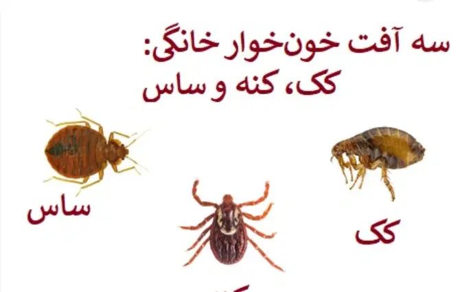 گلخانه گل خانه قارچ سمپاشی سم پاشی دارو|گل و گیاه طبیعی|مشهد, شهرک رازی (شهرک غرب)|دیوار