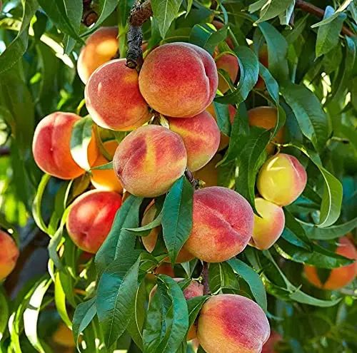 اجاره میوه های هلو زعفرانی هسته جدا کاردی شلیلو|خدمات باغبانی و درختکاری|سامان, |دیوار