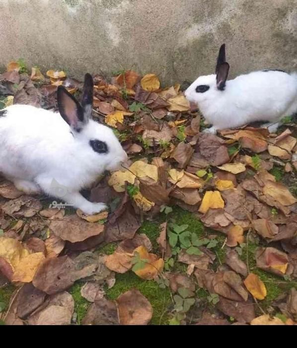 ۱۰تا خرگوش نر و ماده مادها همگی آبستن (بار دار)|موش و خرگوش|تهران, استاد معین|دیوار