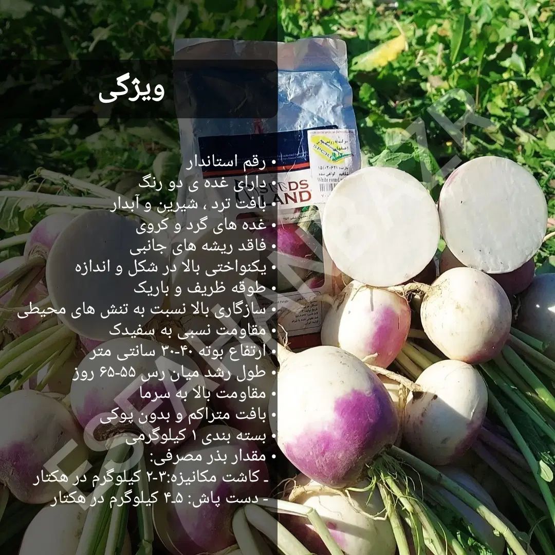 بذر شلغم، بذر چغندر بیجو ،بذر شوید ، بذر تره جعفری|گل و گیاه طبیعی|اصفهان, سلطان‌آباد|دیوار