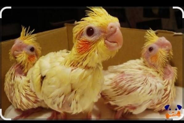 جوجه عروس هلندی نرمه خور|پرنده|بروجرد, |دیوار