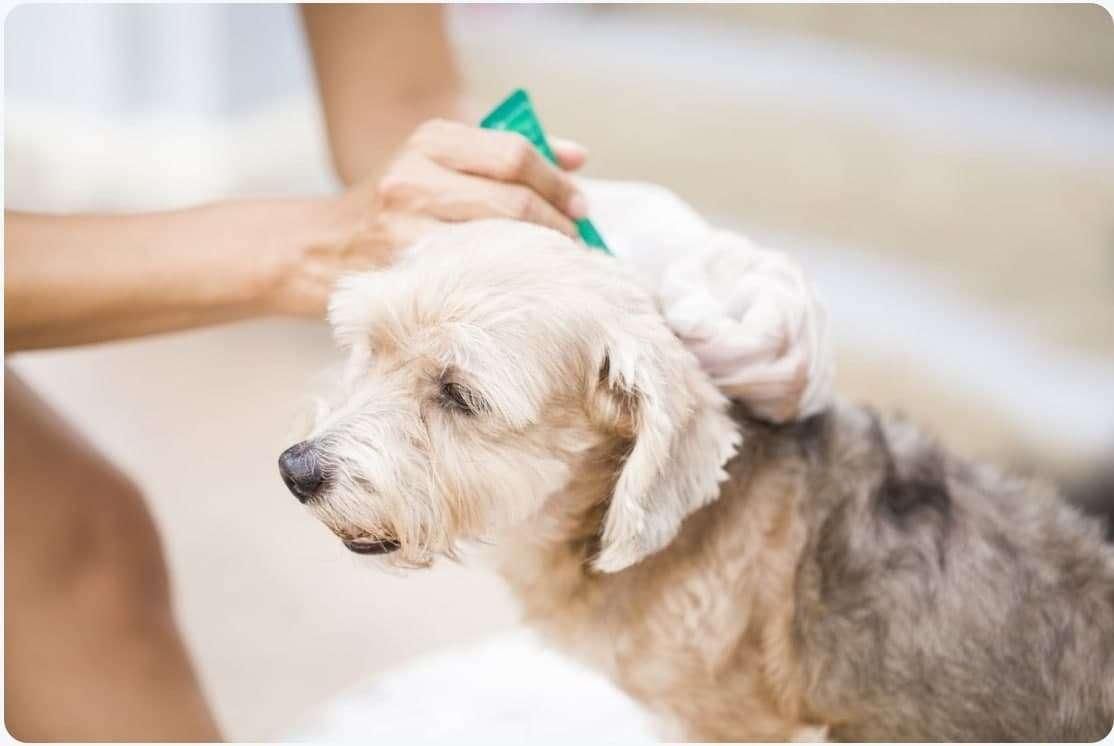 کارگاه آموزشی تزریقات دام - گاو و گوسفند و بز-پت|خدمات آموزشی|تهران, بلوار کشاورز|دیوار