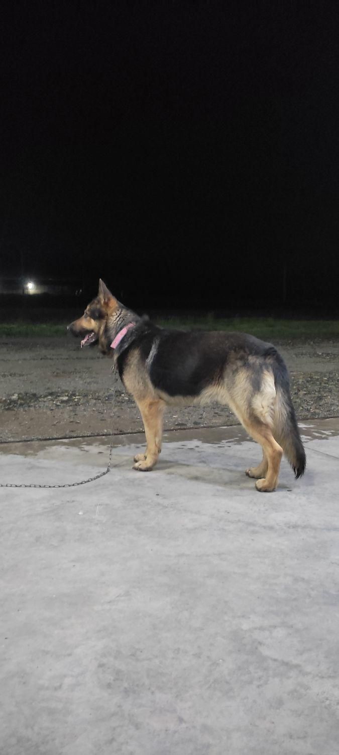 سگ شپرد ژیرمن نگهبان|حیوانات|اشنویه, |دیوار