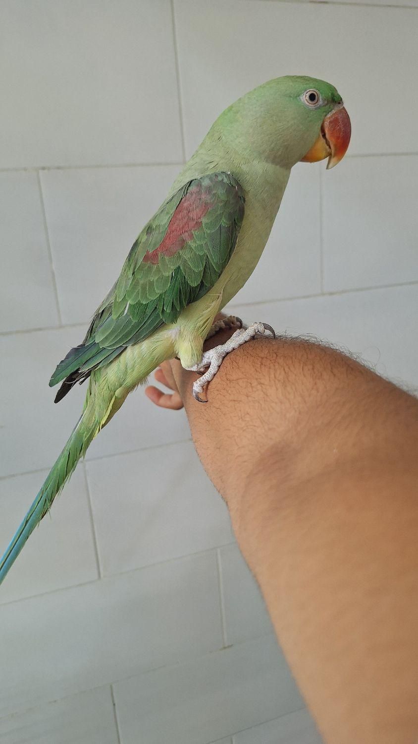 شاه طوطی سخنگو|پرنده|یزد, |دیوار