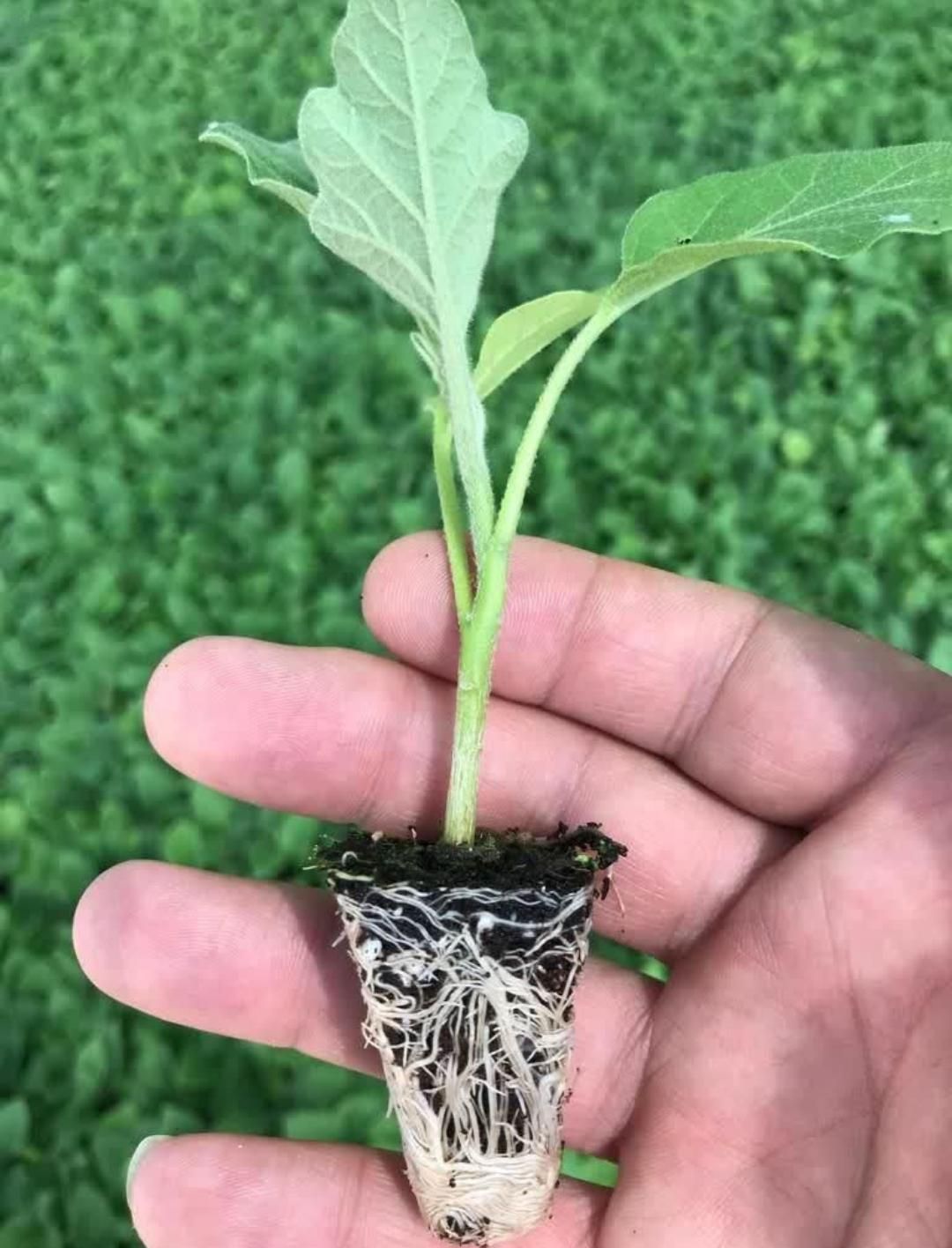 انواع نشا گوجه،بادمجان،فلفل تند و شیرین،خیار،کلم|خدمات باغبانی و درختکاری|مهرستان, |دیوار