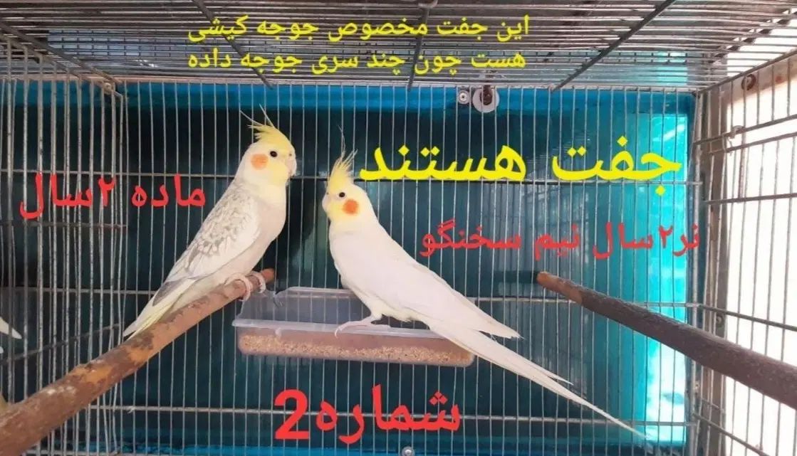 تعداد زیادی عروس هلندی نر و ماده سخنگو و دستی|پرنده|کرج, کلاک نو|دیوار