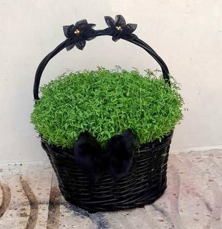 سبزه آماده تحویل|گل و گیاه طبیعی|کوهدشت, |دیوار