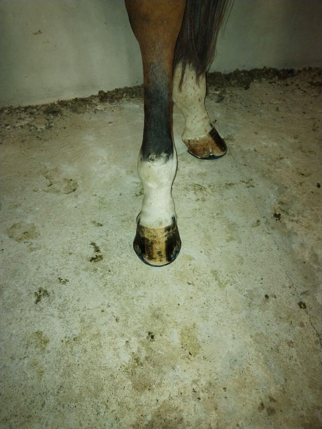 سلام نعلبندی وقیار اسب|اسب و تجهیزات اسب‌سواری|مشهد, عسگریه|دیوار