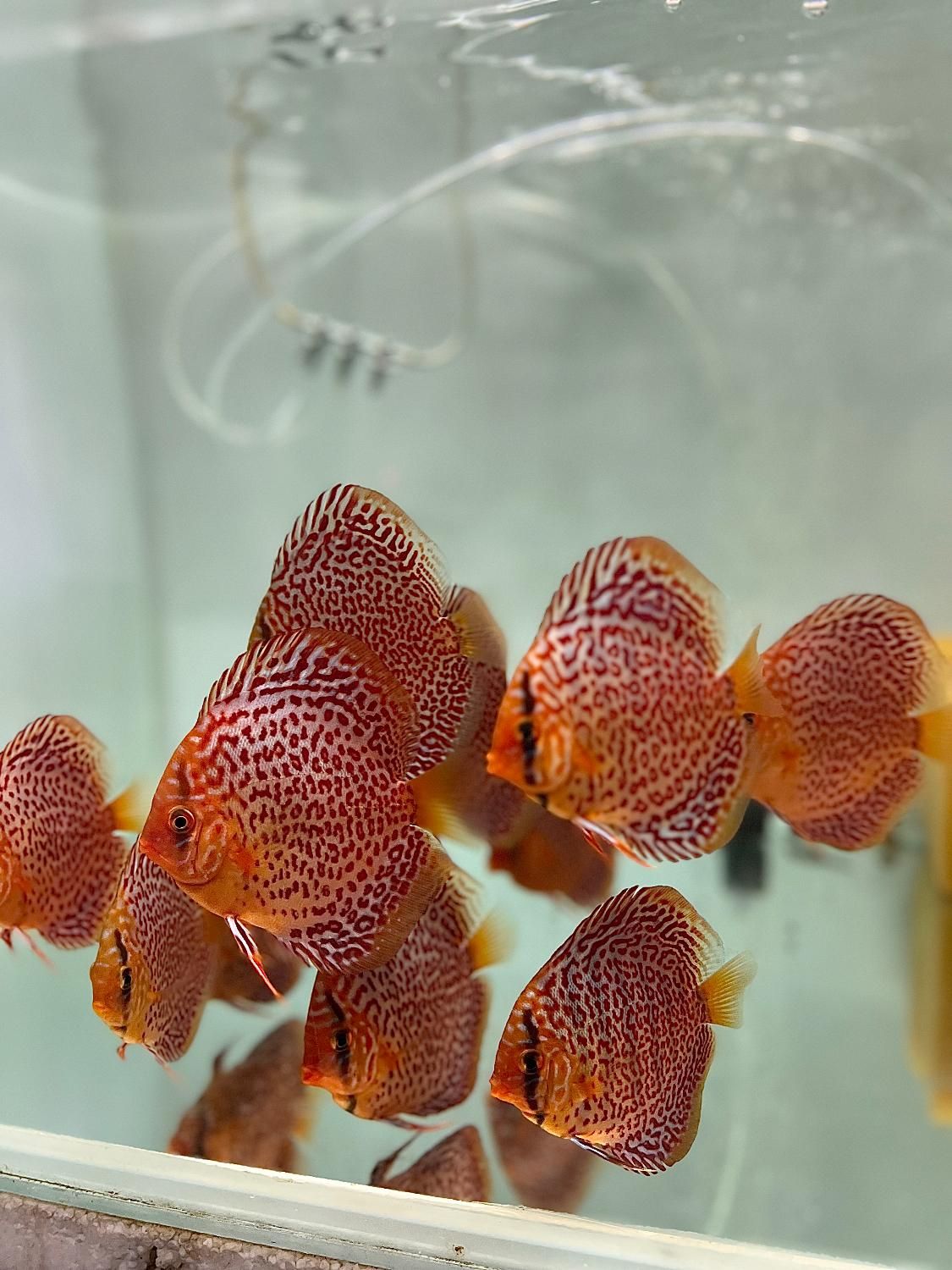 ماهی دیسکس با بیشترین تنوع نژادی در مشهد- فلاور|ماهی|مشهد, آزادشهر|دیوار