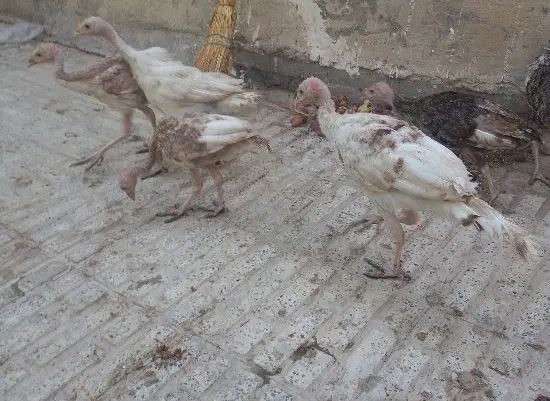 بوقلمون ۴ ماهه کاملا بومی زیر پای بوقلمون بودن|حیوانات مزرعه|مبارکه, |دیوار