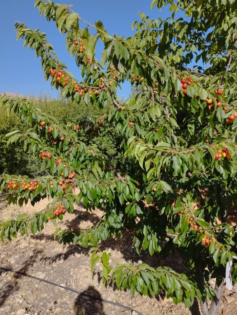 باغچه‌ هماشهر با موقعیت استثنایی|فروش زمین و ملک کلنگی|شیراز, زرهی|دیوار