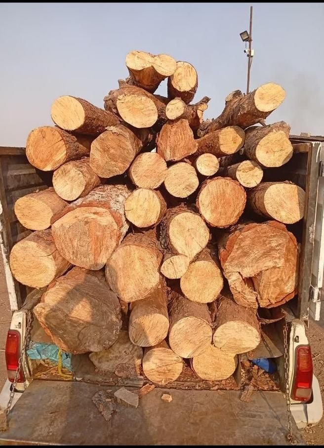 خرید وبرش چوب|خدمات باغبانی و درختکاری|بیرجند, |دیوار