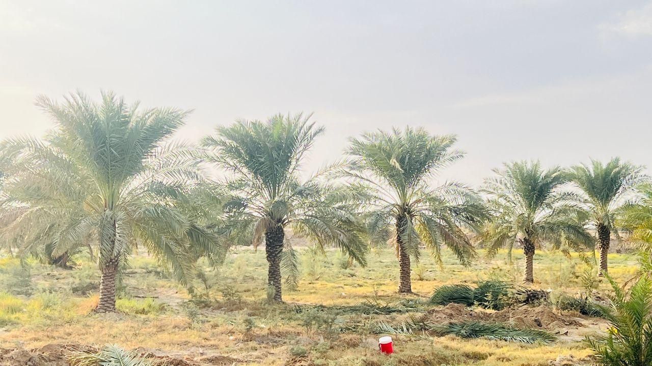 بندرعباس و درختان زیبای نخل|خدمات باغبانی و درختکاری|بندرعباس, |دیوار