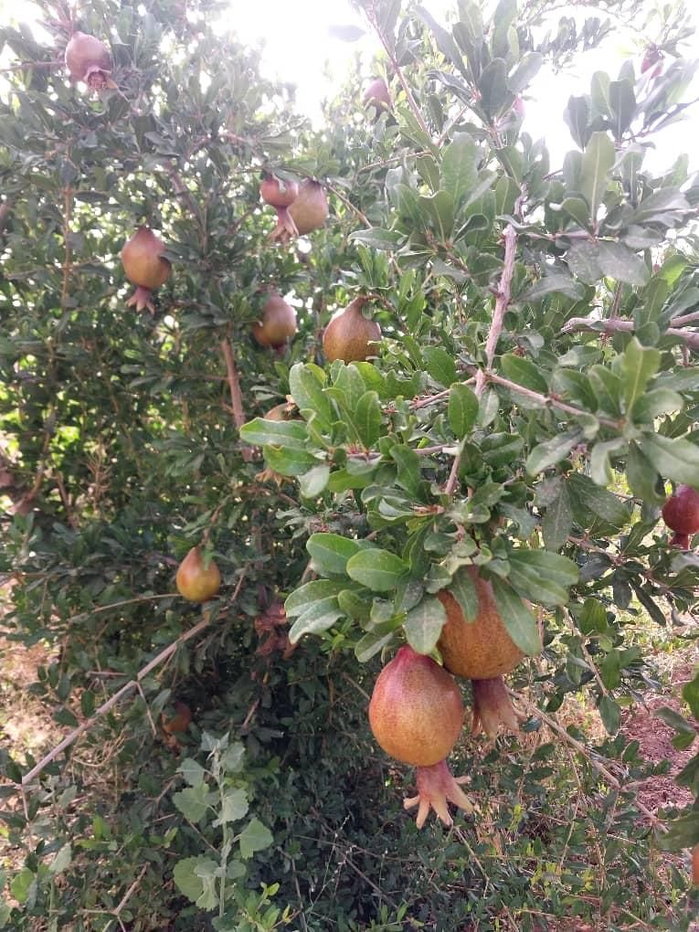 فروش یا تهاتر واحد تجاری و مسکونی در تهران یا کرج|فروش زمین و ملک کلنگی|تهران, نجات اللهی|دیوار