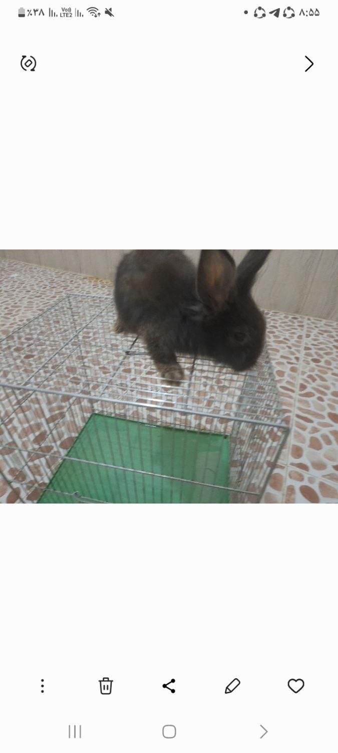 خرگوش لوپو|موش و خرگوش|سنندج, |دیوار
