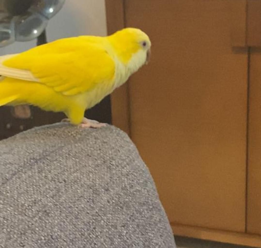 راهب زرد گمشده|حیوانات|تهران, نارمک|دیوار