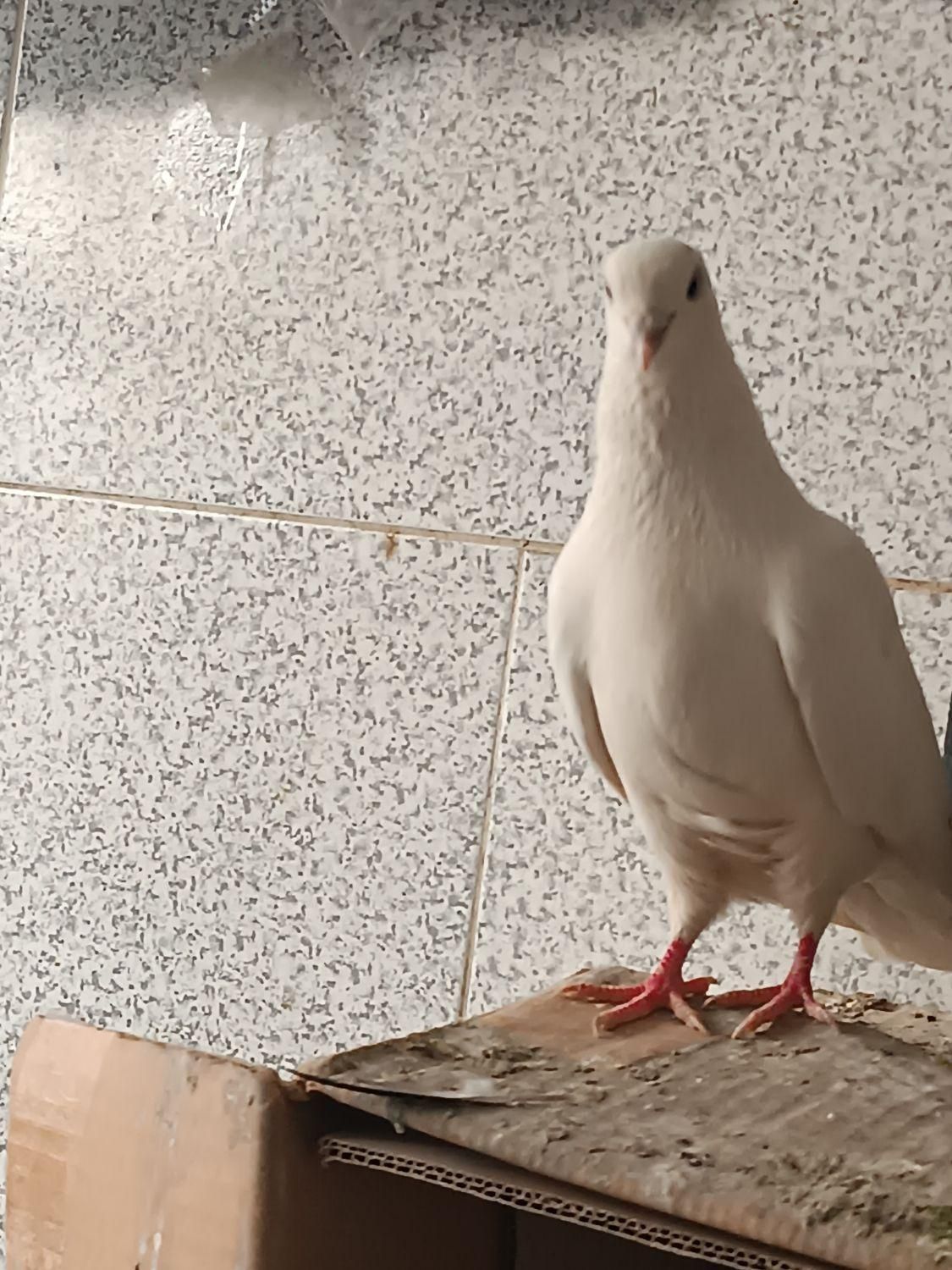 ماده سفید|پرنده|قدس, |دیوار