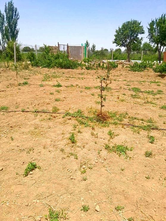 قطعه ۵۰۰ متری درخت فنس کشی شده|فروش دفتر صنعتی، کشاورزی، تجاری|کرج, جهان‌شهر|دیوار