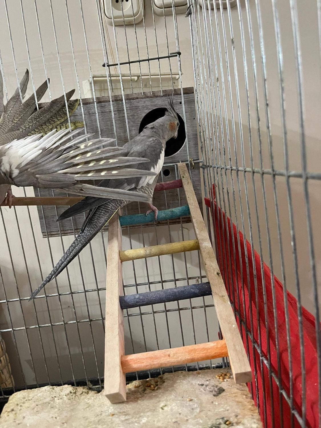 یک جفت عروس هلندی|پرنده|بومهن, |دیوار