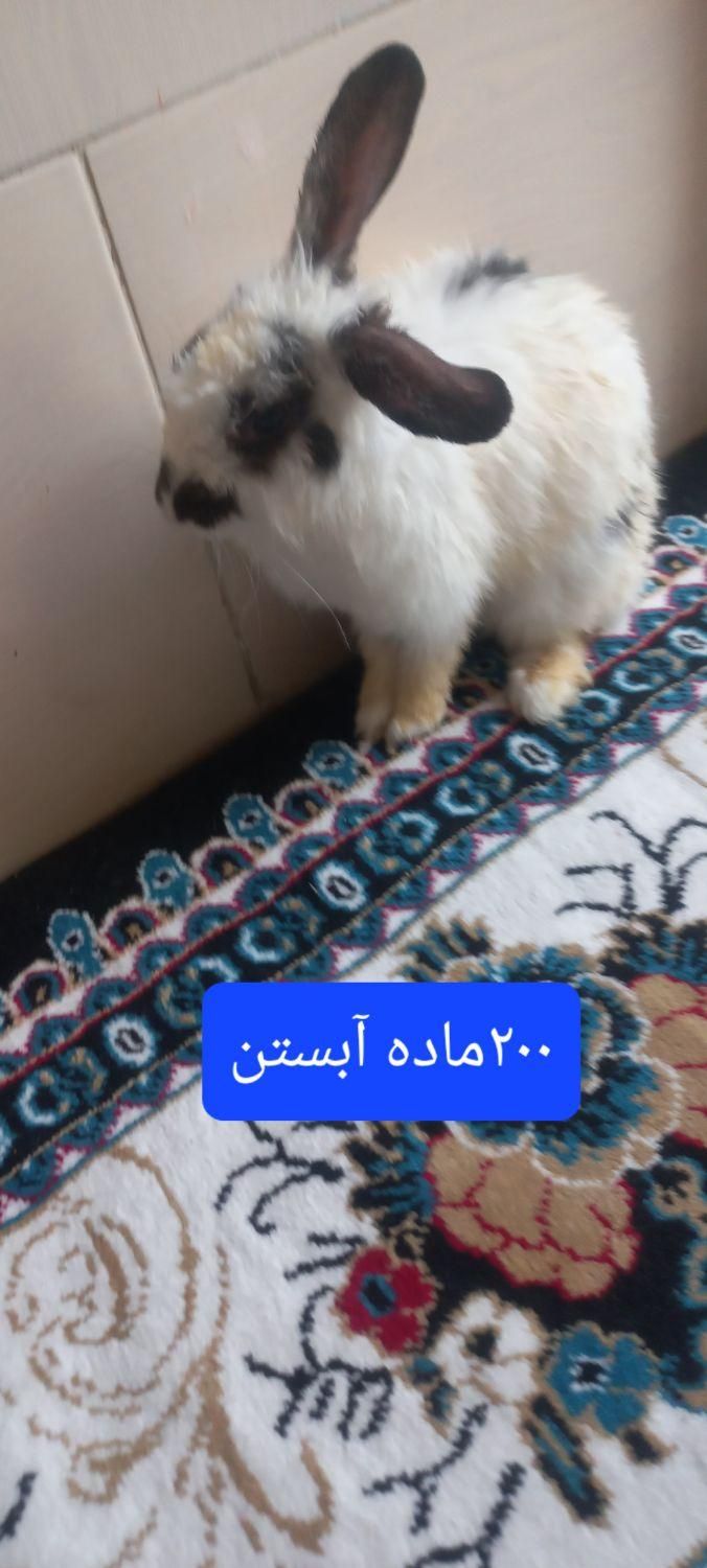 خرگوش لپ آبستن|موش و خرگوش|یزد, |دیوار
