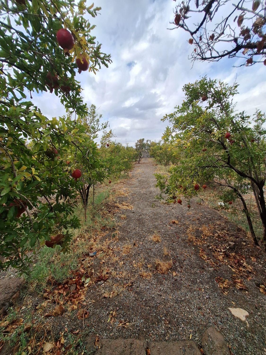 فروش باغ ۷۰۰ متری|فروش زمین و ملک کلنگی|فردوس (خراسان), |دیوار