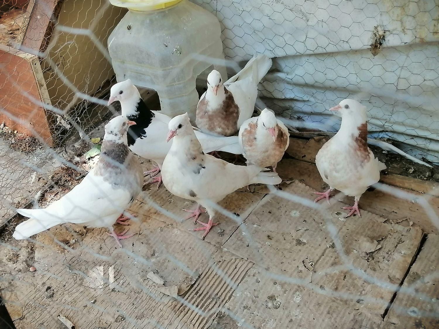 جوجه طوقی|پرنده|سمیرم, |دیوار