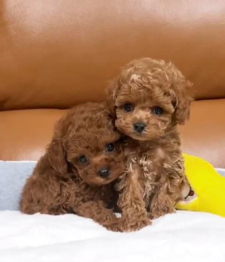 پودل مییاتوری(توی و رد)|سگ|اصفهان, شاهد|دیوار