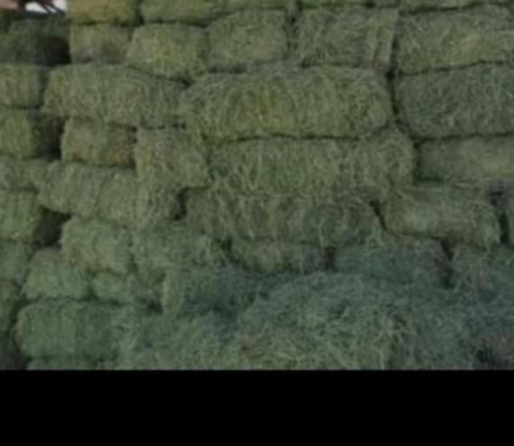 فروش یونجه درجه و کاه سفید|لوازم جانبی حیوانات|شیراز, وحدت|دیوار