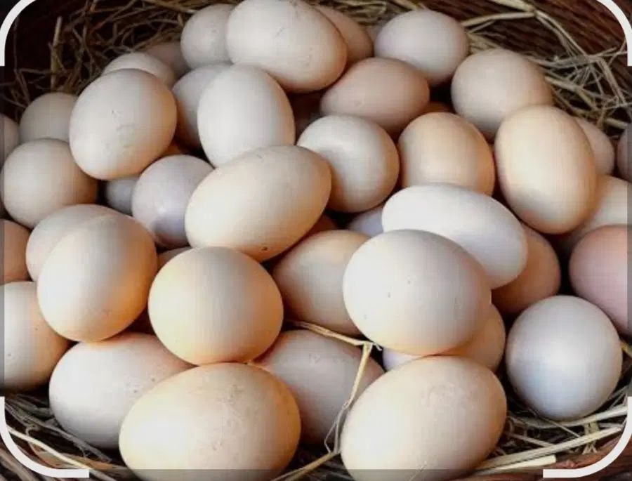 تخم مرغ محلی و رسمی نطفه دار|حیوانات مزرعه|مشهد, شیرودی|دیوار