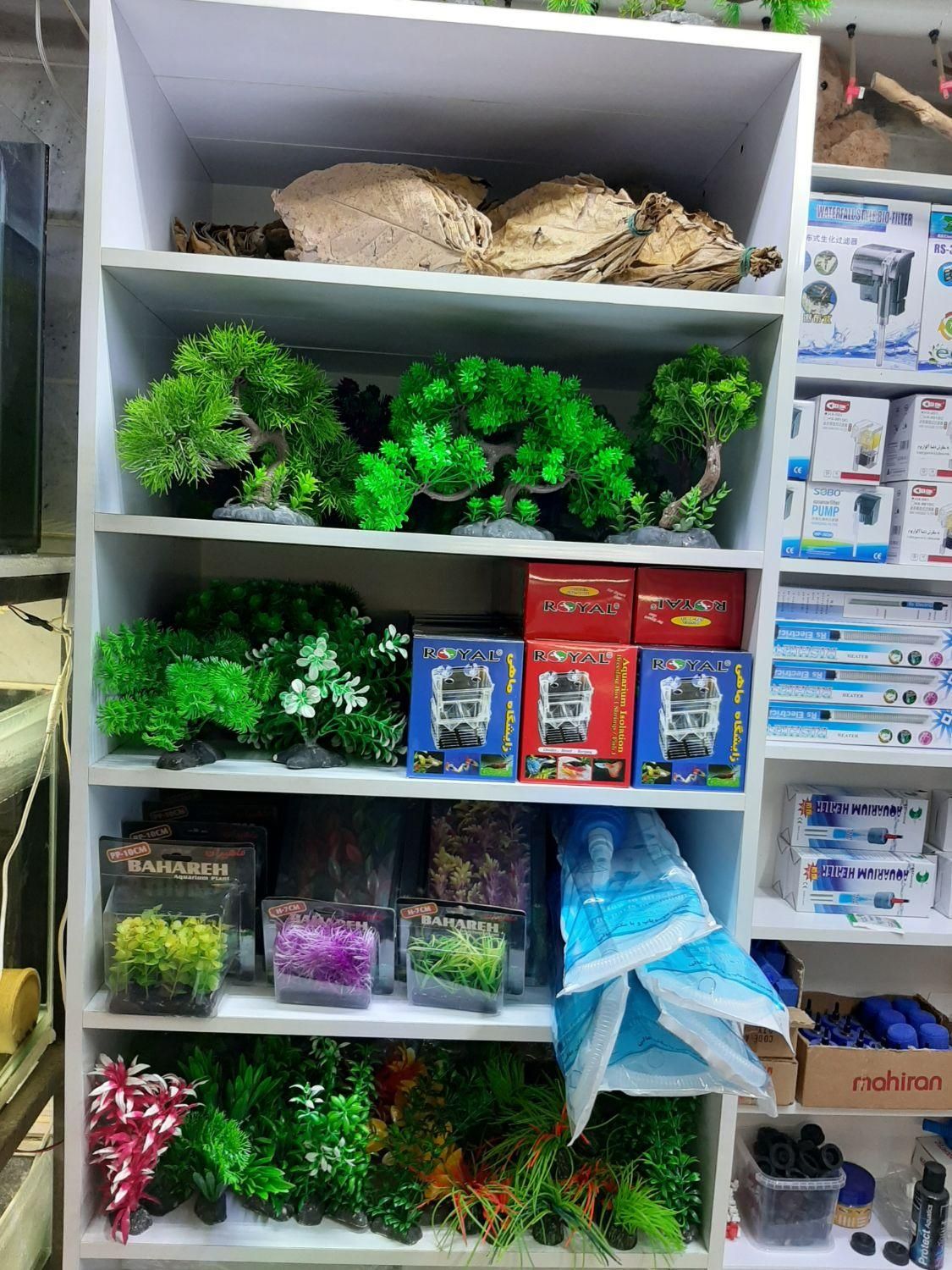 انواع تجهیزات اکواریوم و ماهی|ماهی|اصفهان, هفتون|دیوار