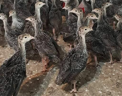 جوجه بوقلمون یک روزه تا یک ماهه با ارسال رایگان|حیوانات مزرعه|بهشهر, |دیوار