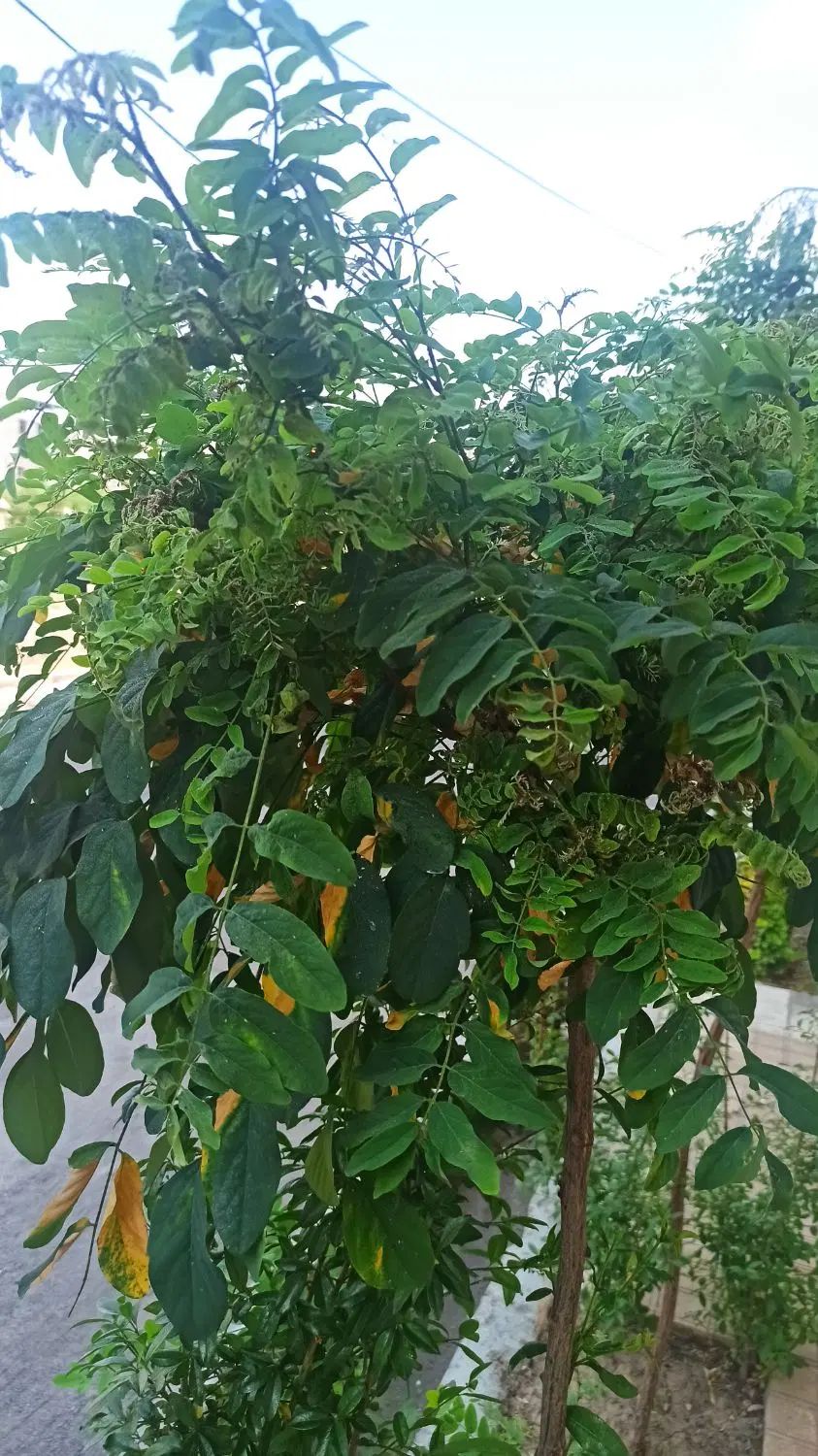 بهترین موقعیت سرمایه گذاری باغ ویلا و زمین|فروش زمین و ملک کلنگی|مشهد, کلاته برفی|دیوار