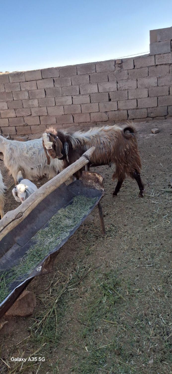نربزپاکستانی لنگ جمل|حیوانات مزرعه|سبزوار, شهرک صنعتی فرودگاه|دیوار