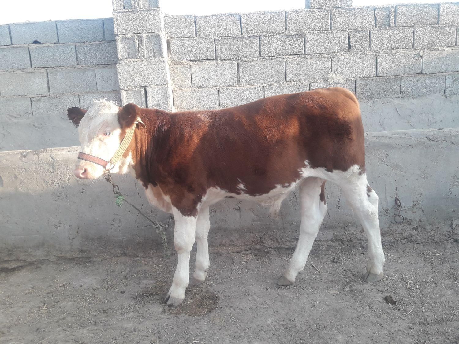 تلقیح مصنوعی گاو و دامپزشکی|خدمات پیشه و مهارت|گنبد کاووس, |دیوار