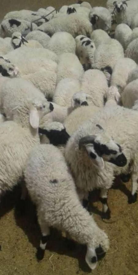 دامداری و گوسفندزنده ی دشت مغان|حیوانات مزرعه|کرج, دهقان ویلا|دیوار